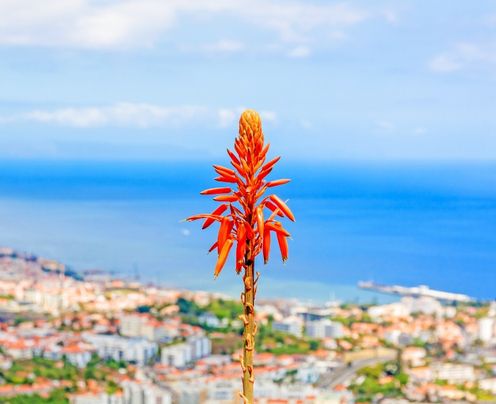 Spedire a Madeira